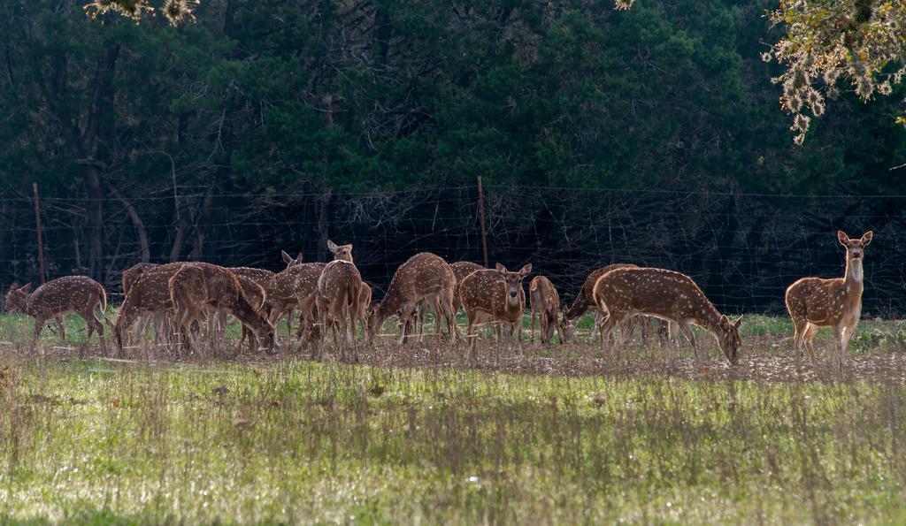 Tapatio Springs Hill Country Resort ベルネ エクステリア 写真